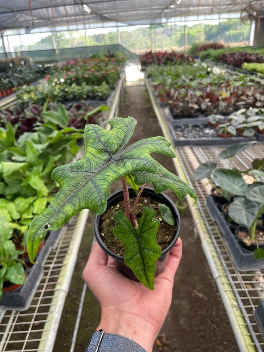 Alocasia 'Jacklyn' Indoor Plant - Mental Houseplants™