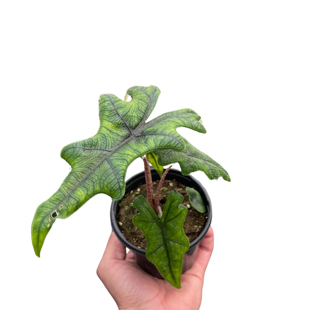 Alocasia 'Jacklyn' Indoor Plant - Mental Houseplants™