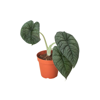 Alocasia 'Melo' Indoor Plant - Mental Houseplants™