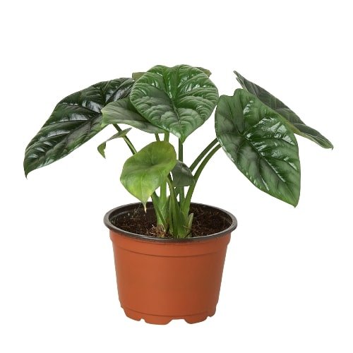 Alocasia 'Mirror Face' Indoor Plant - Mental Houseplants™