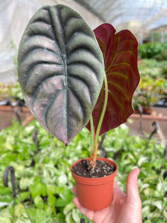 Alocasia 'Red Secret' Indoor Plant - Mental Houseplants™