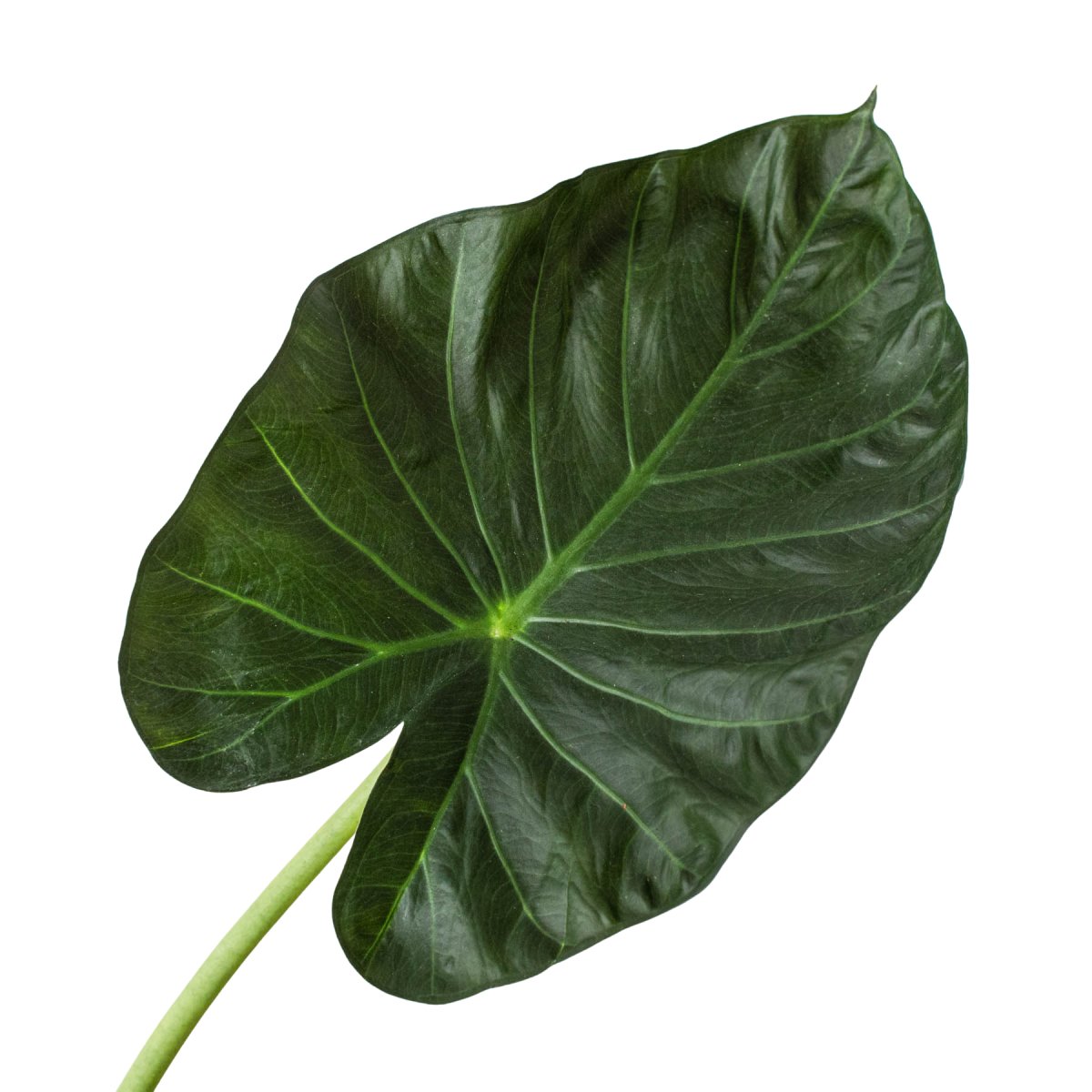 Alocasia 'Regal Shields' - Mental Houseplants™ – Mental Houseplants®