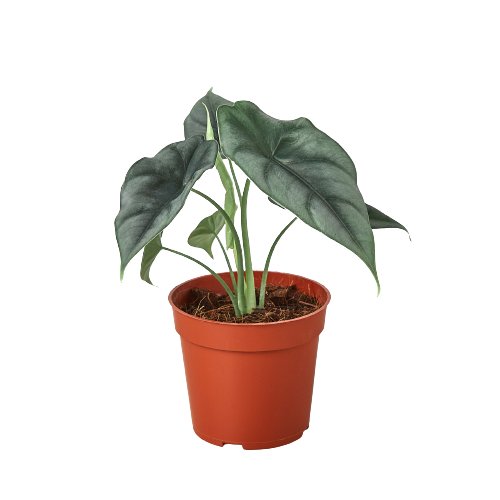 Alocasia 'Reversa' Indoor Plant - Mental Houseplants™