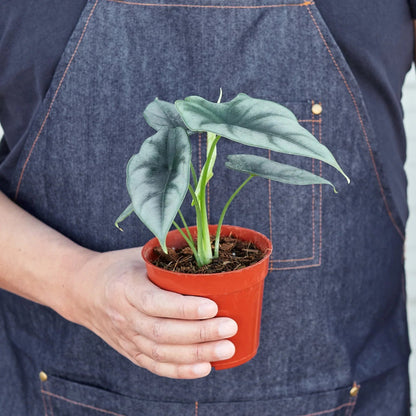 Alocasia 'Reversa' Indoor Plant - Mental Houseplants™