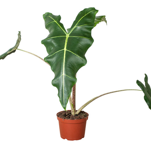 Alocasia 'Sarian' Indoor Plant - Mental Houseplants™