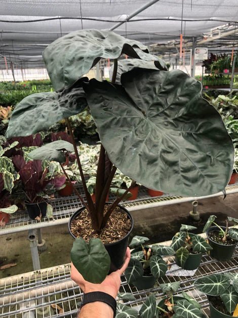 Alocasia 'Serendipity' Indoor Plant - Mental Houseplants™