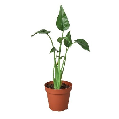 Alocasia 'Tiny Dancer' Indoor Plant - Mental Houseplants™