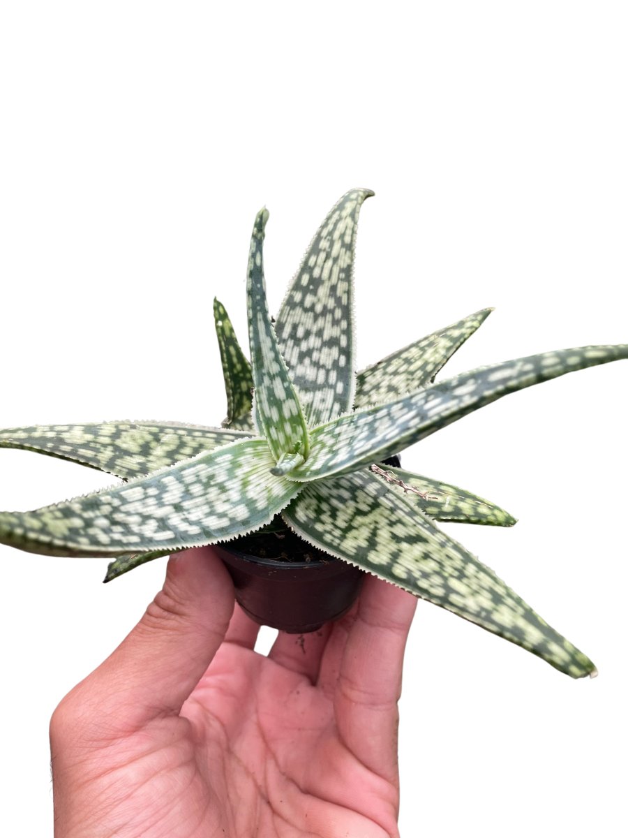 Aloe 'White Fox' Indoor Plant - Mental Houseplants™