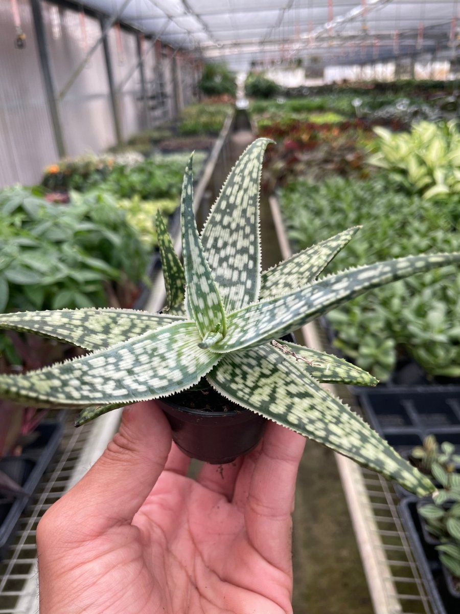 Aloe 'White Fox' Indoor Plant - Mental Houseplants™