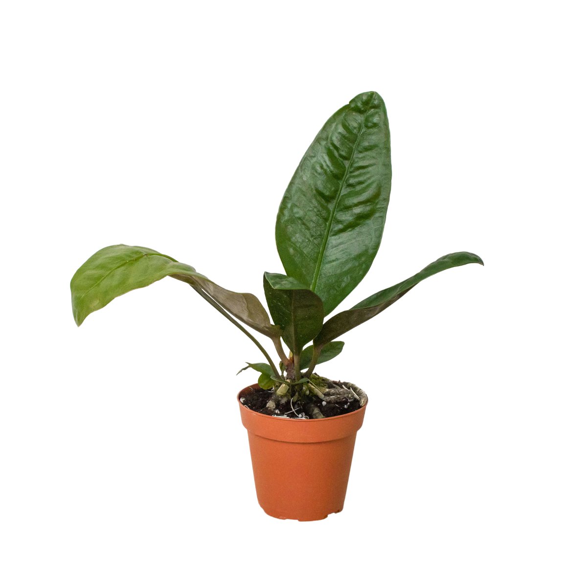 Anthurium 'Birds Nest' Indoor Plant - Mental Houseplants™