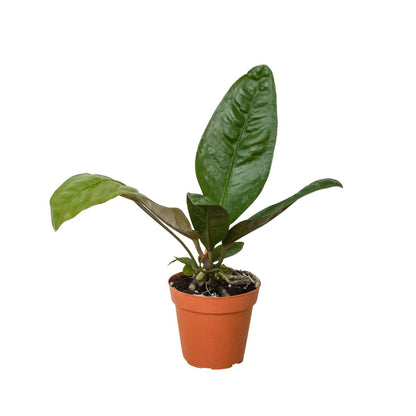 Anthurium 'Birds Nest' Indoor Plant - Mental Houseplants™