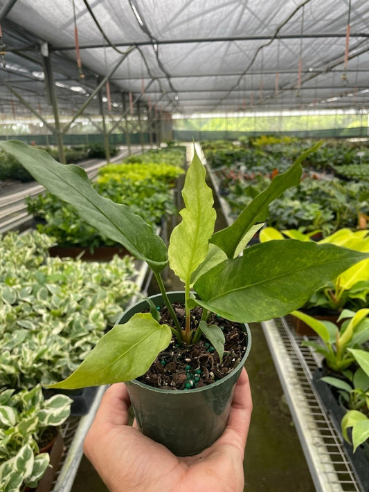 Anthurium 'Birds Nest Variegated' Indoor Plant - Mental Houseplants™