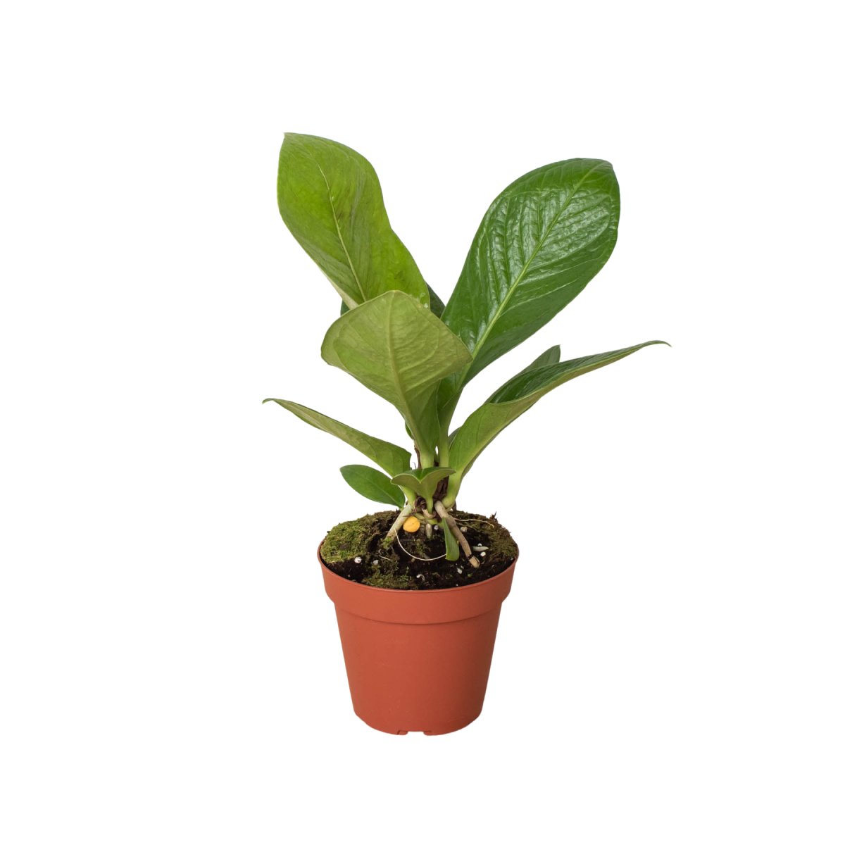 Anthurium 'Cobra' Indoor Plant - Mental Houseplants™