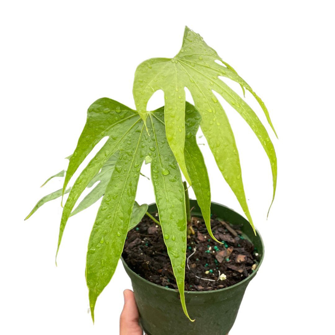 Anthurium 'Fingers' Indoor Plant - Mental Houseplants™