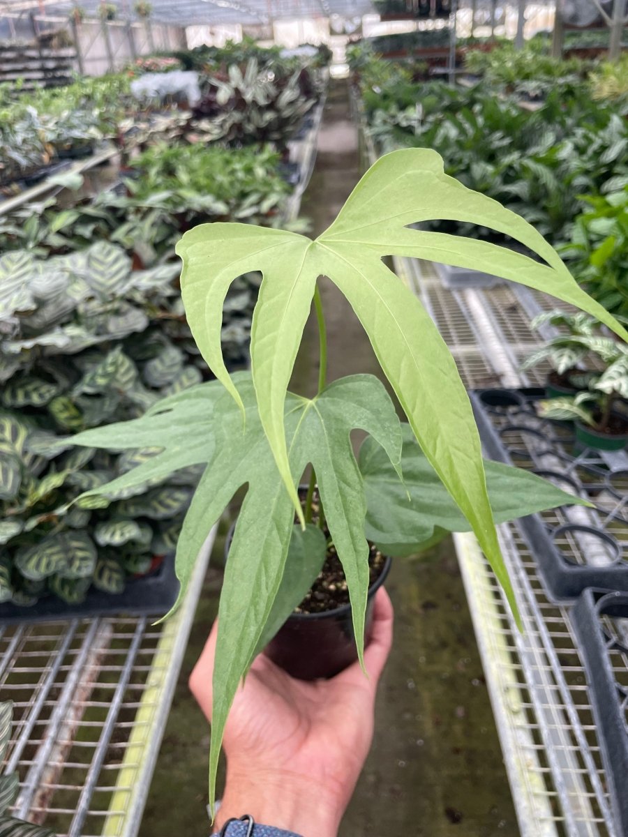 Anthurium 'Fingers' Indoor Plant - Mental Houseplants™