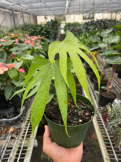 Anthurium 'Fingers' Indoor Plant - Mental Houseplants™