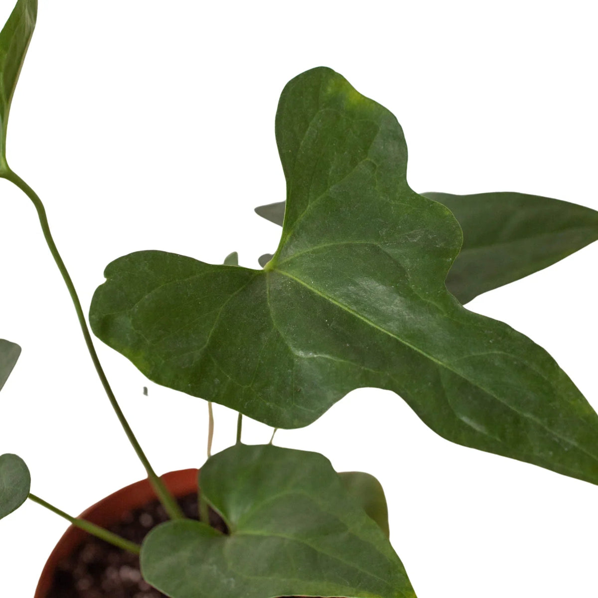 Anthurium 'Lacy Plant' Indoor Plant - Mental Houseplants™