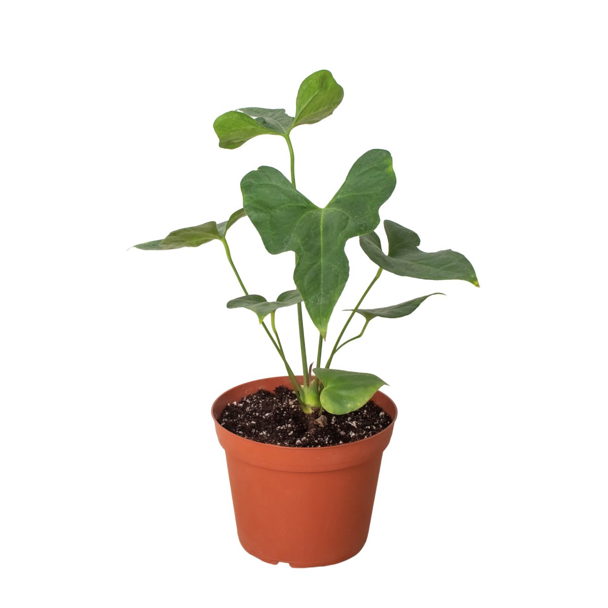 Anthurium 'Lacy Plant' Indoor Plant - Mental Houseplants™