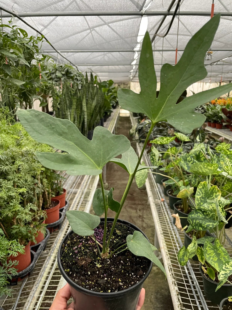 Anthurium 'Lacy Plant' Indoor Plant - Mental Houseplants™