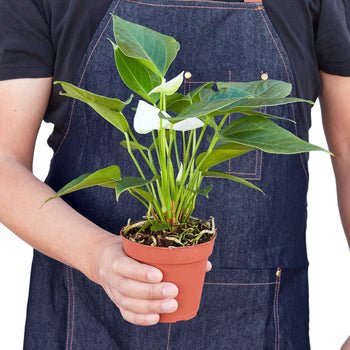 Anthurium 'White' Indoor Plant - Mental Houseplants™