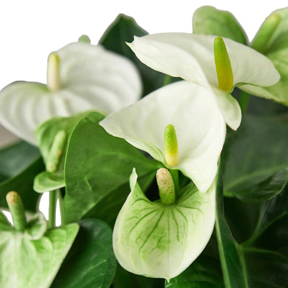 Anthurium 'White' Indoor Plant - Mental Houseplants™