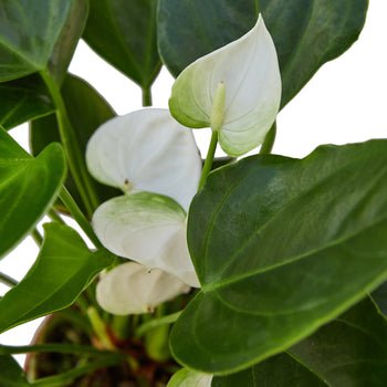 Anthurium 'White' Indoor Plant - Mental Houseplants™