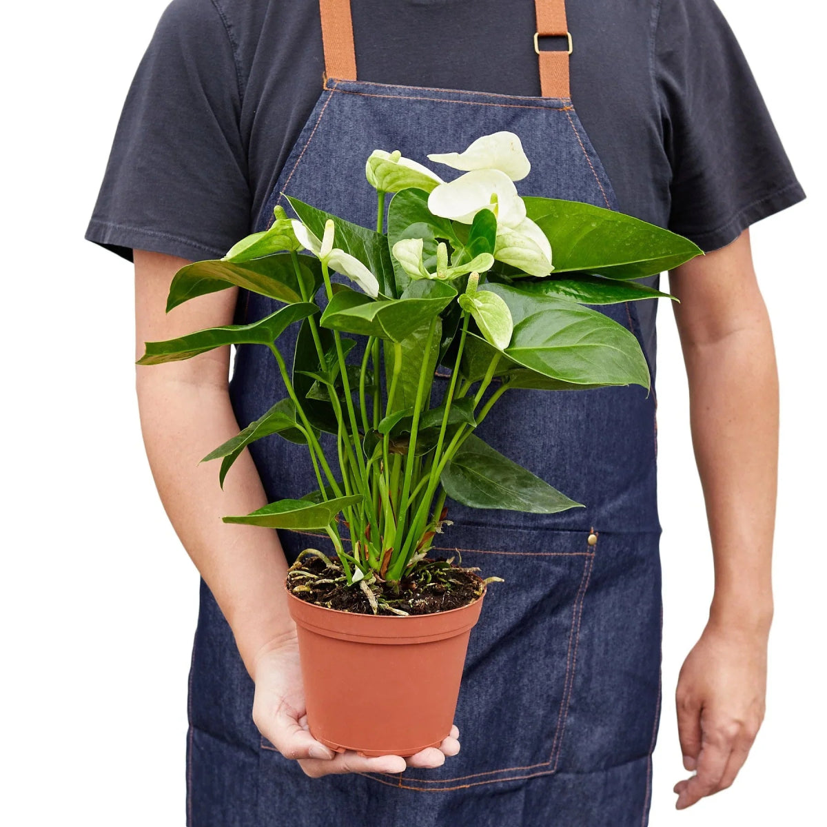 Anthurium 'White' Indoor Plant - Mental Houseplants™