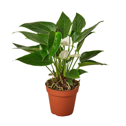 Anthurium 'White' Indoor Plant - Mental Houseplants™