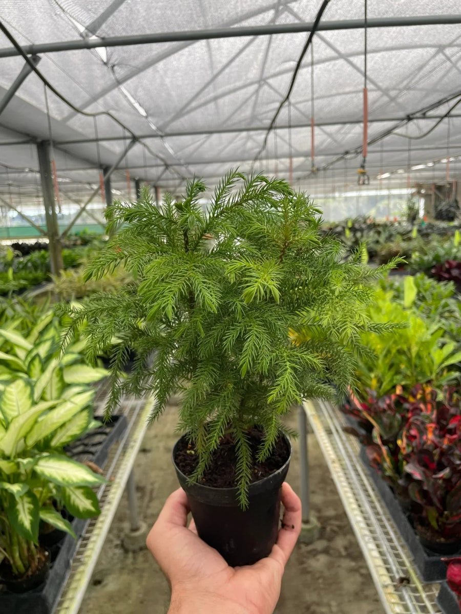 Araucaria 'Norfolk Island Pine' Indoor Plant - Mental Houseplants™