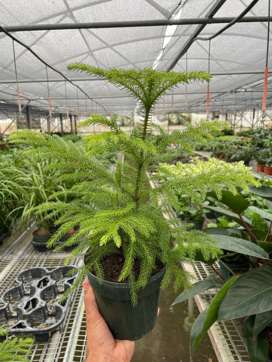 Araucaria 'Norfolk Island Pine' Indoor Plant - Mental Houseplants™