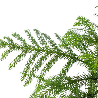 Araucaria 'Norfolk Island Pine' Indoor Plant - Mental Houseplants™