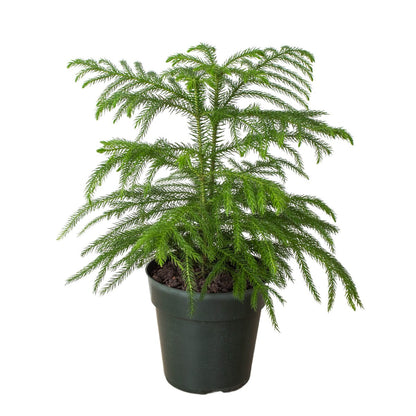 Araucaria 'Norfolk Island Pine' Indoor Plant - Mental Houseplants™