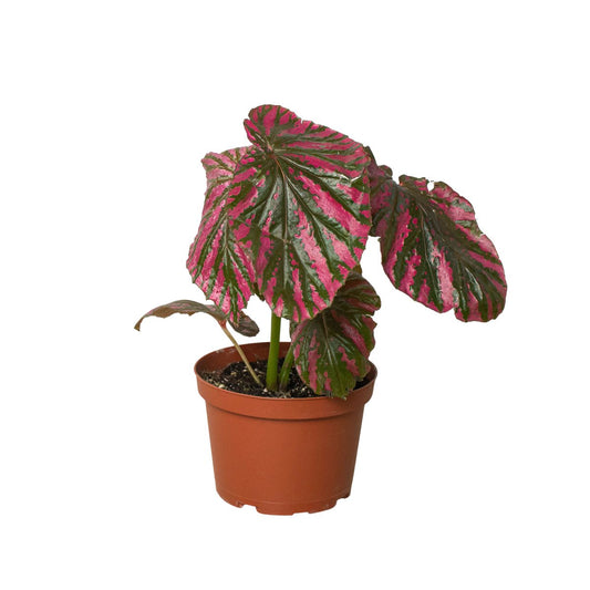 Begonia 'Exotica' Indoor Plant - Mental Houseplants™