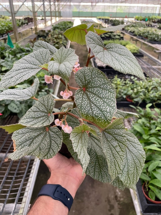 Begonia 'Frosty' Indoor Plant - Mental Houseplants™