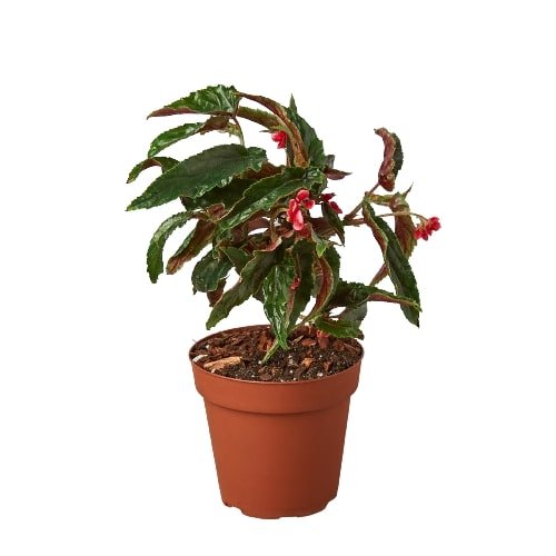 Begonia 'Miss Milly' Indoor Plant - Mental Houseplants™