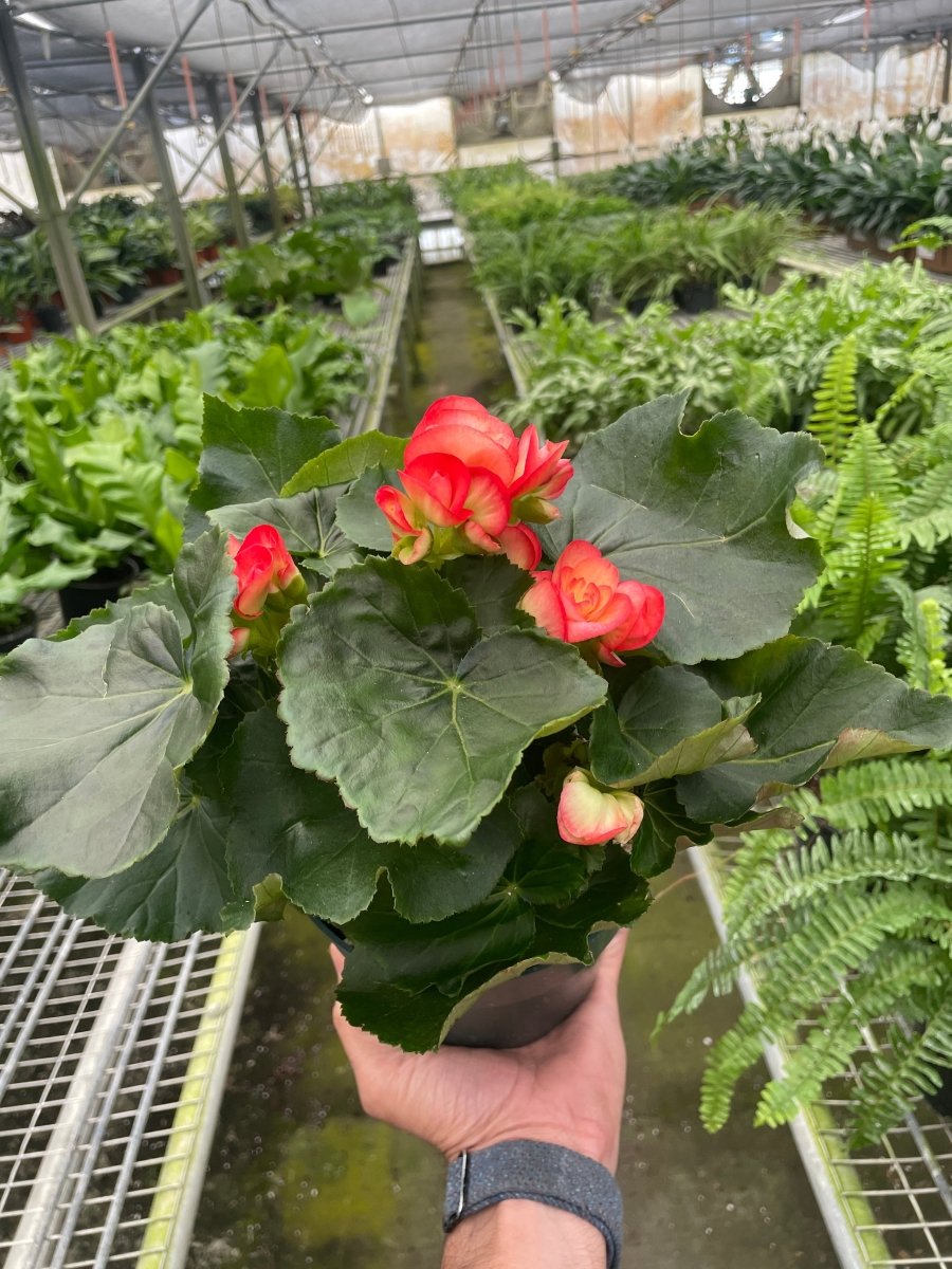 Begonia 'Reiger' Indoor Plant - Mental Houseplants™