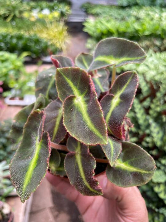 Begonia 'Striped' Indoor Plant - Mental Houseplants™