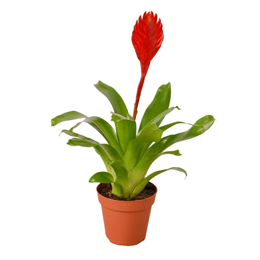 Bromeliad 'Christiane' Indoor Plant - Mental Houseplants™