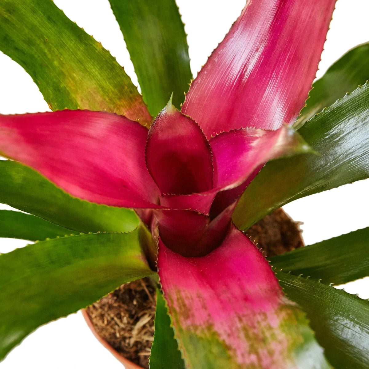 Bromeliad 'Donna' Indoor Plant - Mental Houseplants™