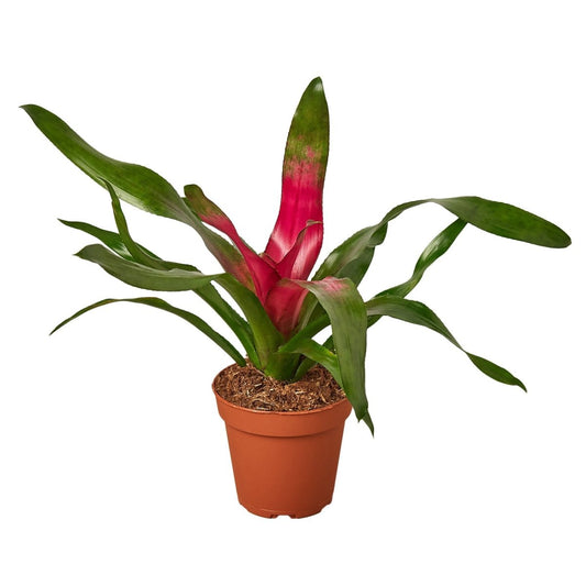 Bromeliad 'Donna' Indoor Plant - Mental Houseplants™