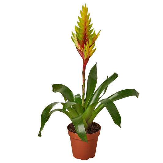 Bromeliad 'Energy' Indoor Plant - Mental Houseplants™