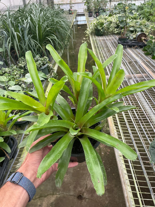 Bromeliad 'Fireball' Indoor Plant - Mental Houseplants™