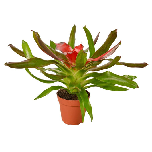 Bromeliad 'Medusa' Indoor Plant - Mental Houseplants™