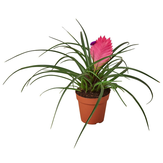 Bromeliad 'Pink Quill' Indoor Plant - Mental Houseplants™