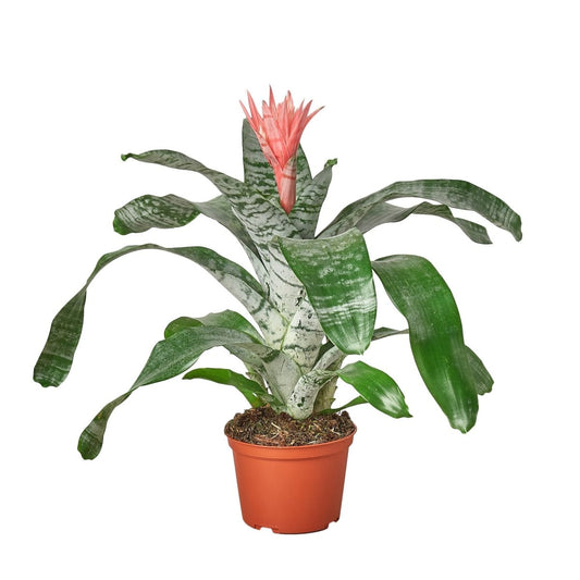 Bromeliad 'Silver Vase' Indoor Plant - Mental Houseplants™