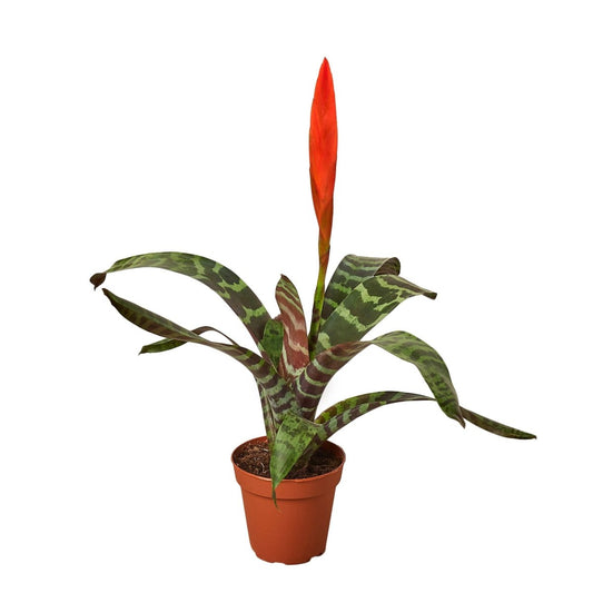 Bromeliad 'Splenriet' Indoor Plant - Mental Houseplants™