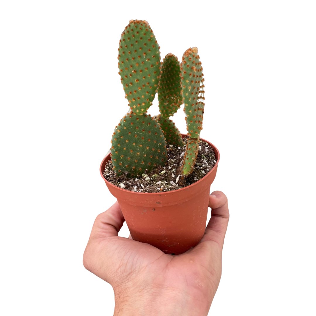 Cactus 'Bunny Ear' Indoor Plant - Mental Houseplants™