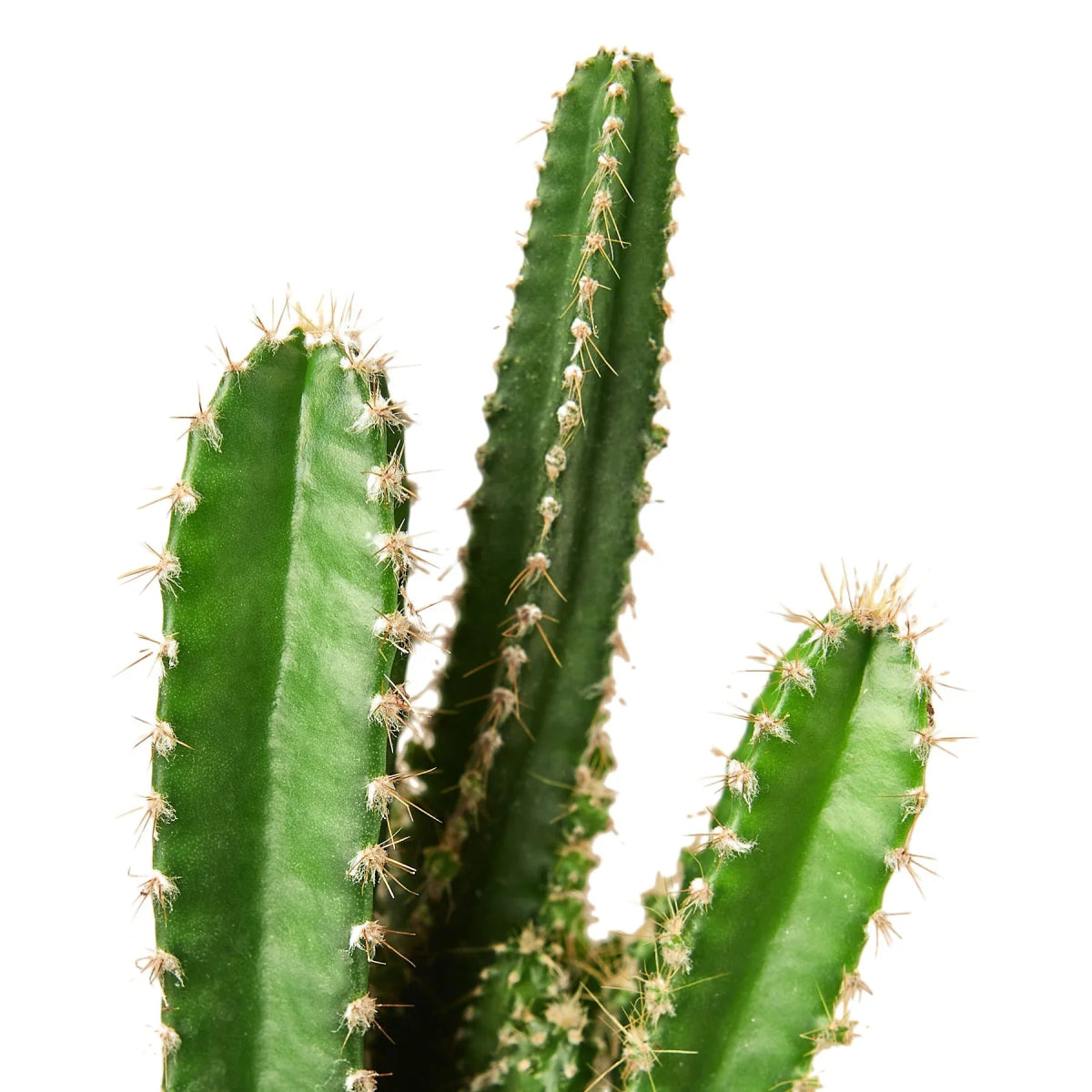 Cactus 'Fairy Castle' Indoor Plant - Mental Houseplants™