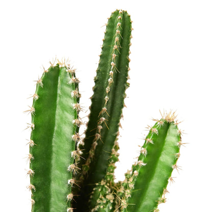 Cactus 'Fairy Castle' Indoor Plant - Mental Houseplants™