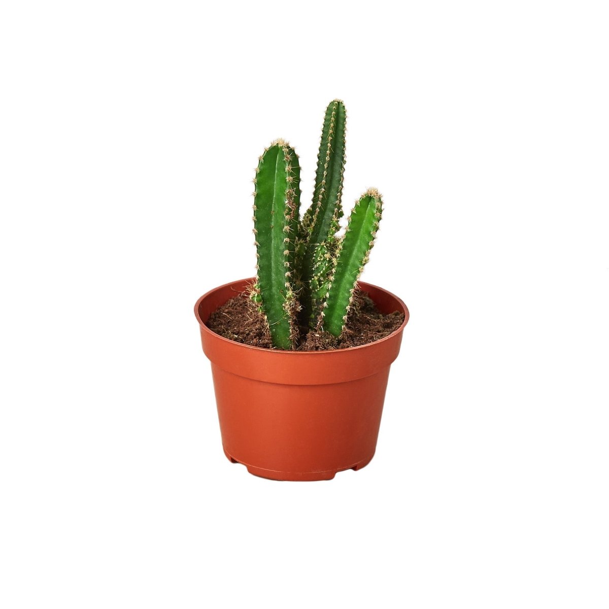 Cactus 'Fairy Castle' Indoor Plant - Mental Houseplants™